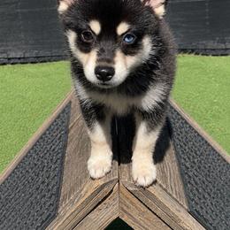 Fezzik - Tri-color male Pomsky puppy in Winston, Oregon from Arctic Tails Spitz
