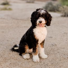 Minnie - Bernedoodle
