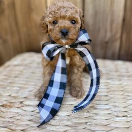 Magnolia - Apricot female Poodle puppy in Salem, Oregon from Lavish Poodles