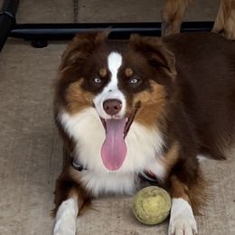 Ruby - Miniature Australian Shepherd