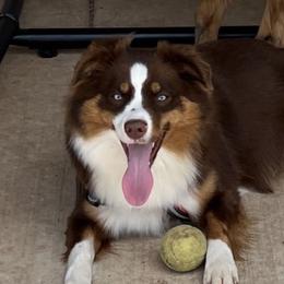 Ruby - Miniature Australian Shepherd