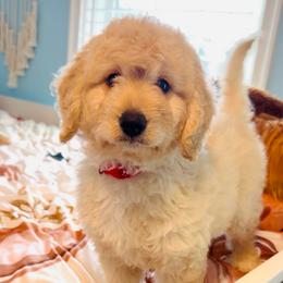 KitKat - Cream female Goldendoodle puppy in Pensacola, Florida from Goldendoodles Love You in Pensacola Friend Edition