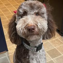 Gari - Goldendoodle