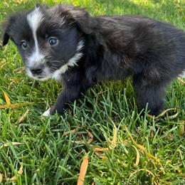Milo - Black & white male Miniature Australian Shepherd puppy in Las Vegas, Nevada from Marii's Aussies