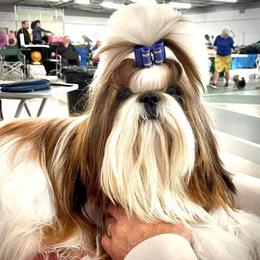 Shih Tzu puppies from Raincross Shih Tzu
