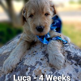 Aussiedoodle Puppies from Color Country Doodles