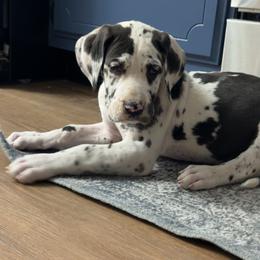 Bella - Harlequin female Great Dane puppy in Ottumwa, Iowa from Robin's Great Danes