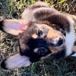 Boy 3 Green collar - Pembroke Welsh Corgi puppy from K&S Quality Pembroke Welsh Corgi’s