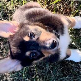Boy 3 Green collar - Pembroke Welsh Corgi puppy from K&S Quality Pembroke Welsh Corgi’s