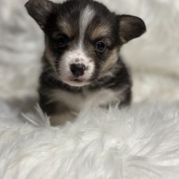 Miniature Australian Shepherd and Pembroke Welsh Corgi Puppies from Sorrel Sands Corgis & Mini Aussies