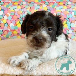 Miniature Schnauzer Puppies from JC Parti Schnauzers