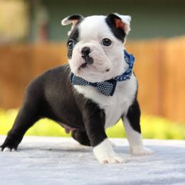 Boston Terrier Puppies from NW Boston Terriers