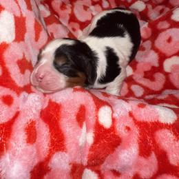 Cavalier King Charles Spaniel Puppies from Jamie Forrest