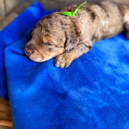 Bernedoodle and Poodle Puppies from Orange Blossom Poodles & Doodles