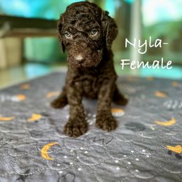 Goldendoodle Puppies from Wizard Doodles