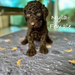 Goldendoodle Puppies from Wizard Doodles