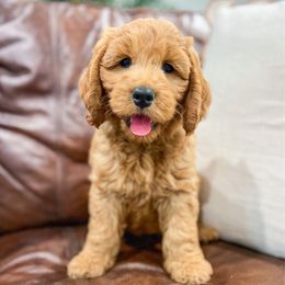 Rhett - Red  male Goldendoodle puppy in Sulphur, Louisiana from Curly Q’s Of Carlyss