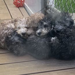 Bedlington Terrier Puppies from Bonnybrook Bedlington Terriers