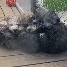 Bedlington Terrier Puppies from Bonnybrook Bedlington Terriers