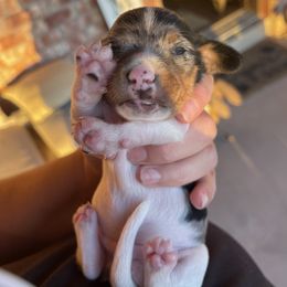 Boy 2 - Dapple Dachshund puppy in Deming, New Mexico from FoxieDoxies of New Mexico