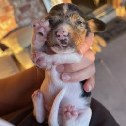 Boy 2 - Dapple Dachshund puppy in Deming, New Mexico from FoxieDoxies of New Mexico