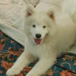 Samoyed Puppies from ArticCross Samoyeds