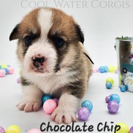 Chocolate Chip - Red male Pembroke Welsh Corgi puppy in Kiowa, Colorado from Cool Water Corgis LLC