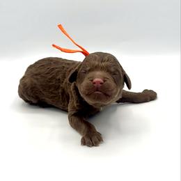 Pancake - Chocolate male Goldendoodle puppy in Pulaski, Tennessee from Doodle My Heart