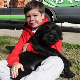 Black Russian Terrier puppies from Louisov Kennel
