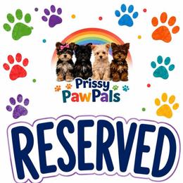 Slater - Liver male Yorkshire Terrier puppy in Flowood, Mississippi from Prissy PawPals