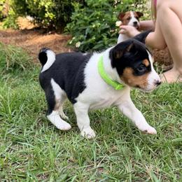 Basenji Puppies from Blue Diamond Basenjis