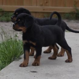 Rottweiler Puppies from House Of Vasquez Rottweilers