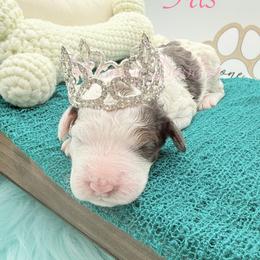Iris - Blue merle female Bernedoodle puppy in Omaha, Nebraska from Whimsy Doodles