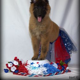 Belgian Tervuren Puppies from Kanna Belgian Tervuren