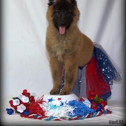 Belgian Tervuren Puppies from Kanna Belgian Tervuren