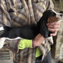 Boy 2 - Black brown and white male Basset Hound puppy in Hudson, Michigan from Bachman’s Kennel
