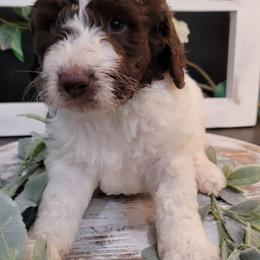 Aussiedoodle and Goldendoodle Puppies from Hunting Creek Kennels