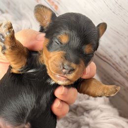 Annabell - Black and tan female Havapoo puppy in Spokane, Washington from Havaluv Puppies