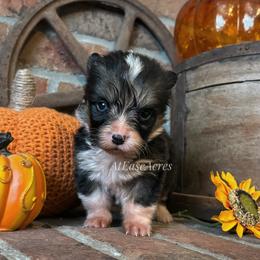 Honeycrisp - Black and tan female Pembroke Welsh Corgi puppy in Berne, New York from At Ease Acres