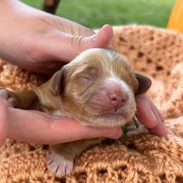Boy 4 - Golden male Cockapoo puppy in Lake Tansi, Tennessee from Davis cockapoos