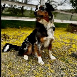 Miniature Australian Shepherd puppies from V5 Aussies