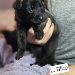 Light Blue Collar Male - Gold brindle male Dutch Shepherd puppy in Dallas, Georgia from Bluestone Creek Dutch Shepherds