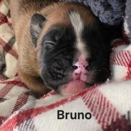 Bruno - Fawn male Boxer puppy in Evans, Georgia from Kimberly's Boxers