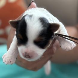 Brownie - Parti male Yorkshire Terrier puppy in La Verne, California from Sharon Johnson