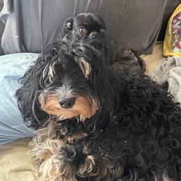 Toodle - Bernedoodle