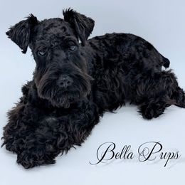 Miniature Schnauzer puppies from Bella Pups LLC