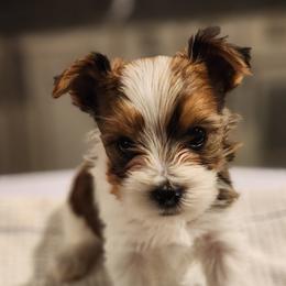 Dachshund and Yorkshire Terrier Puppies from Tiny Paws Dachshund Breeder
