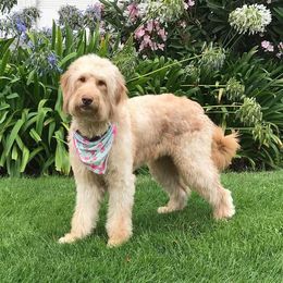 Ginger - Goldendoodle