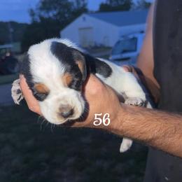 MC 56 - Black brown and white male Basset Hound puppy in Conway, Missouri from Ozark Mountain Kennel