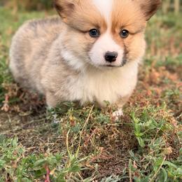 Spud - Red male Pembroke Welsh Corgi puppy in Hand County, South Dakota from Hills End Corgis